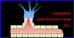 angiogenesis angiogenese agnes desroche-castan